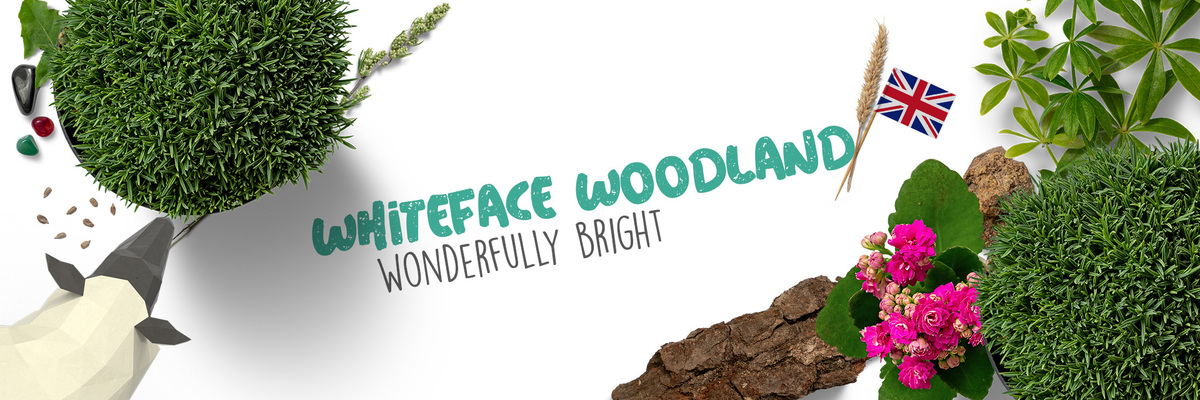 Whiteface Woodland