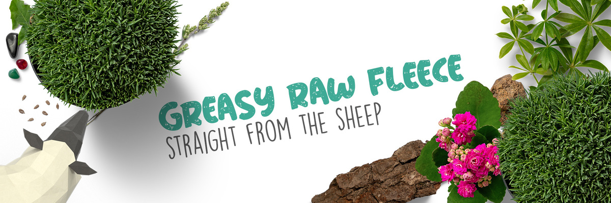 Greasy Raw Fleece
