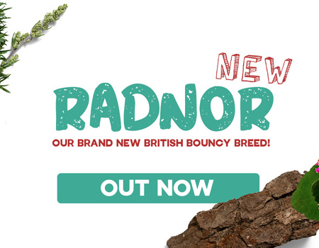 Radnor British Breed